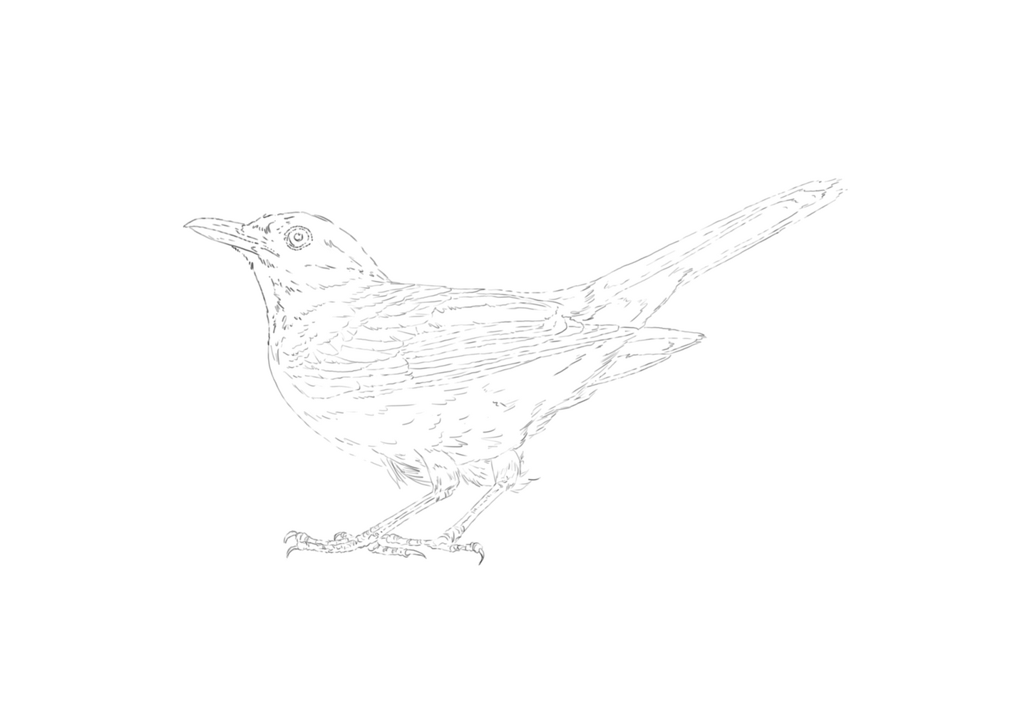 Blackbird & Starling sketch