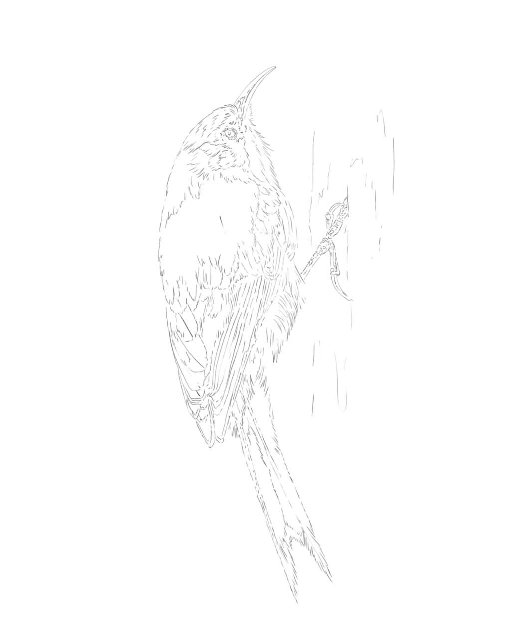Treecreeper & Nuthatch sketch
