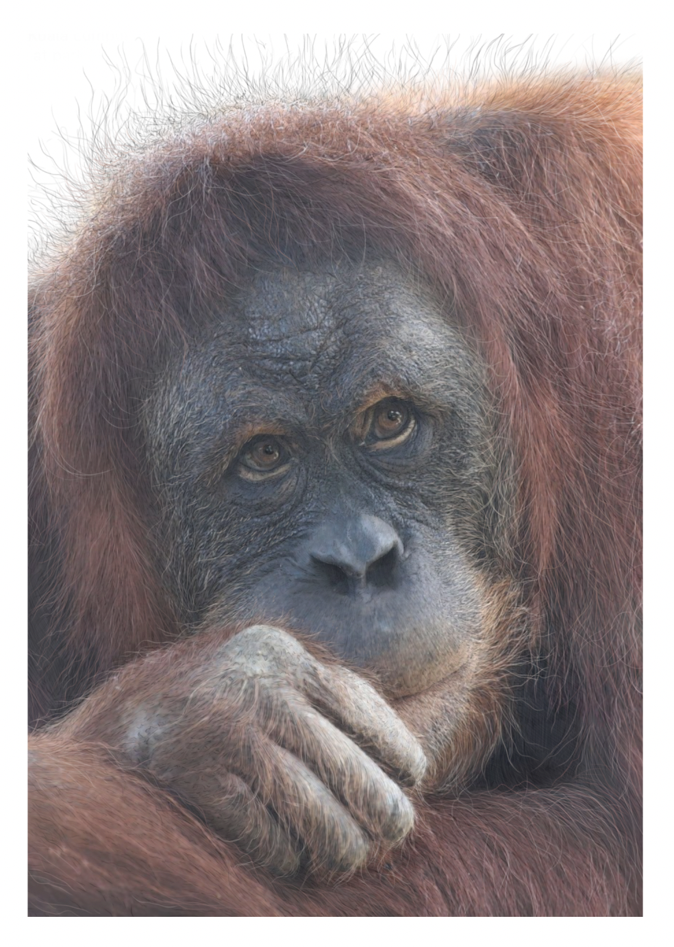 Orangutan print | Sumatran Orangutan | Great Ape | Beautiful Orangutan Print
