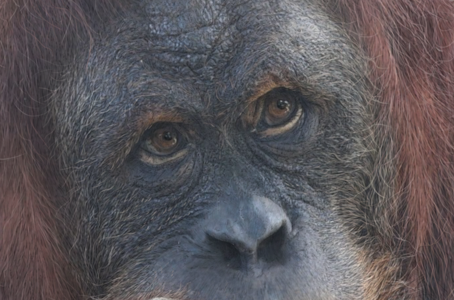 Orangutan print | Sumatran Orangutan | Great Ape | Beautiful Orangutan Print