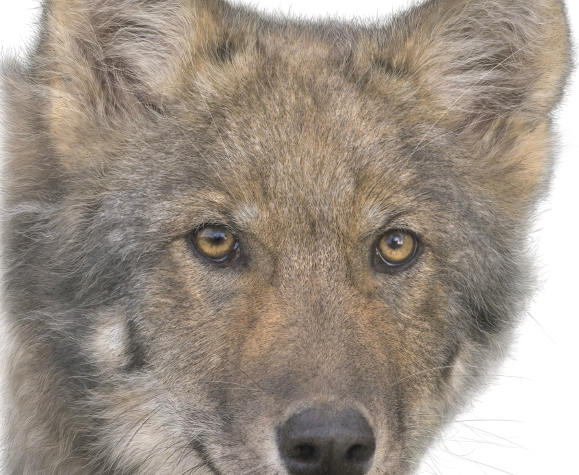 Coastal Wolf | Grey Wolf Print | Wolf Print | Wolf Portrait