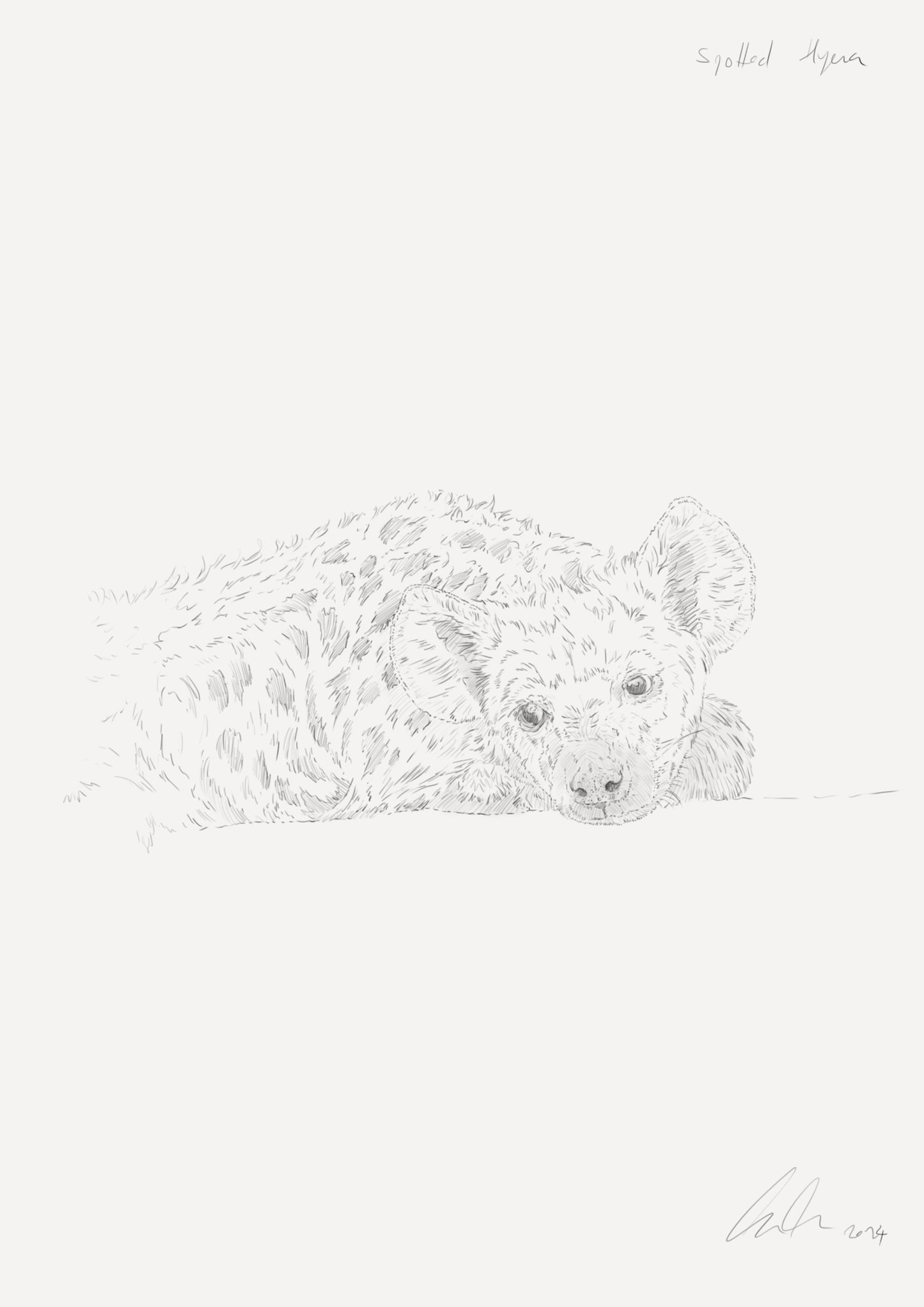 Spotted Hyena Sketch