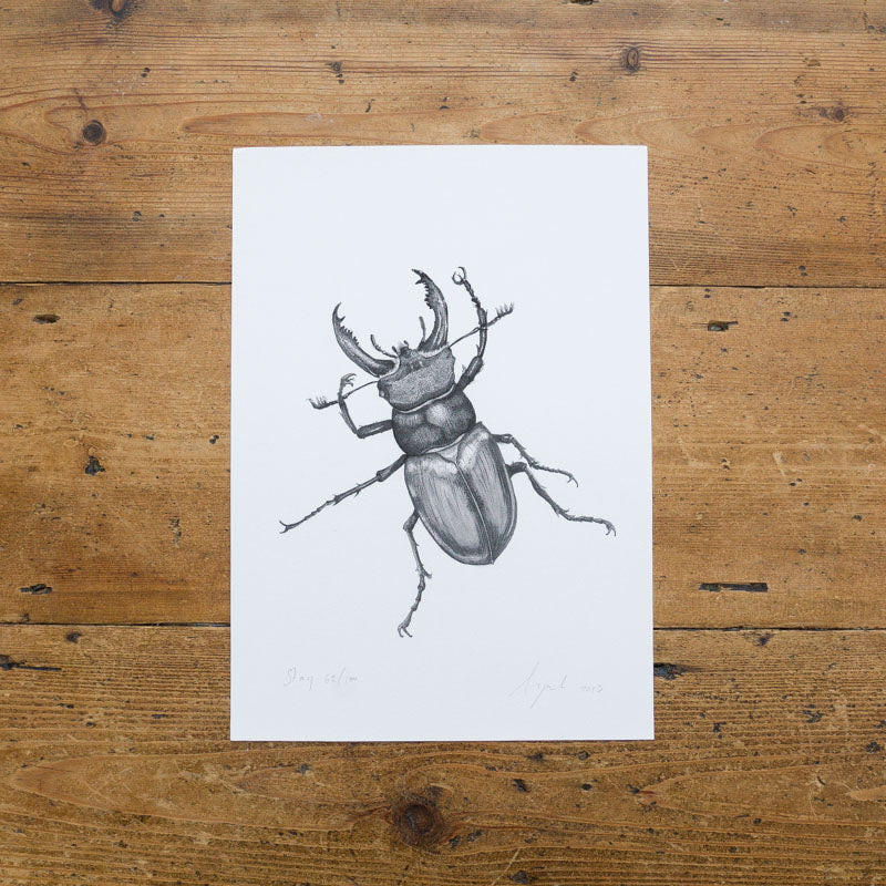 Stag Beetle print - Black and White Version - Reduced to Clear