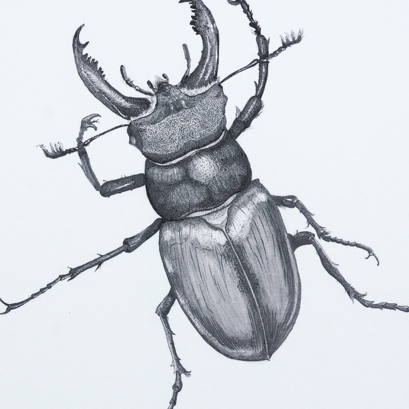 Stag Beetle print - Black and White Version - Reduced to Clear
