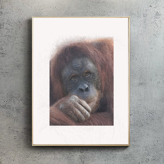 Sumatran Orangutan - Original Illustration