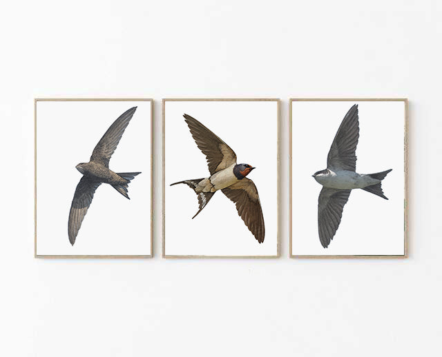 Barn Swallow Portrait Print | British bird print | Songbird print