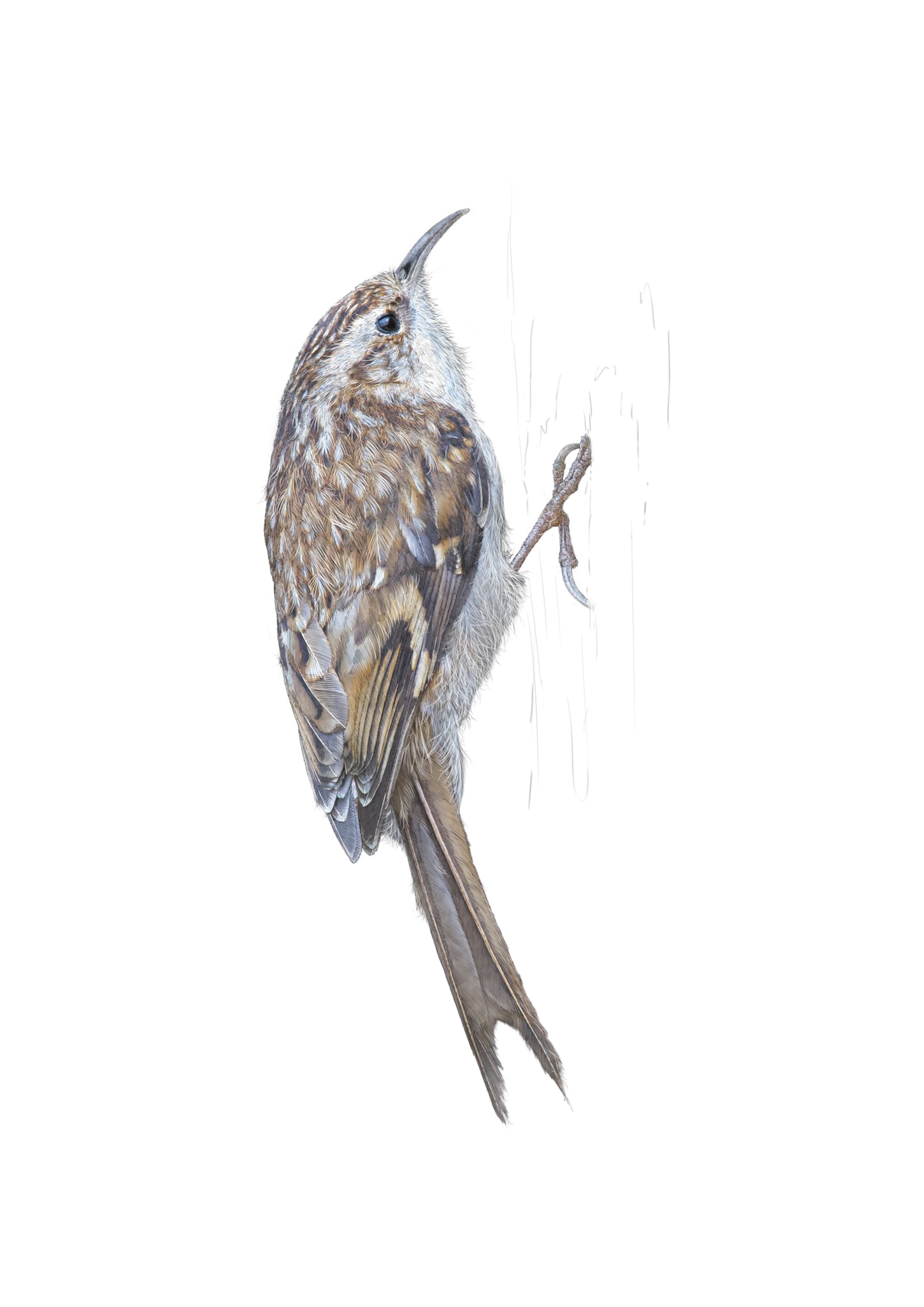Treecreeper print | British bird print | Songbird print