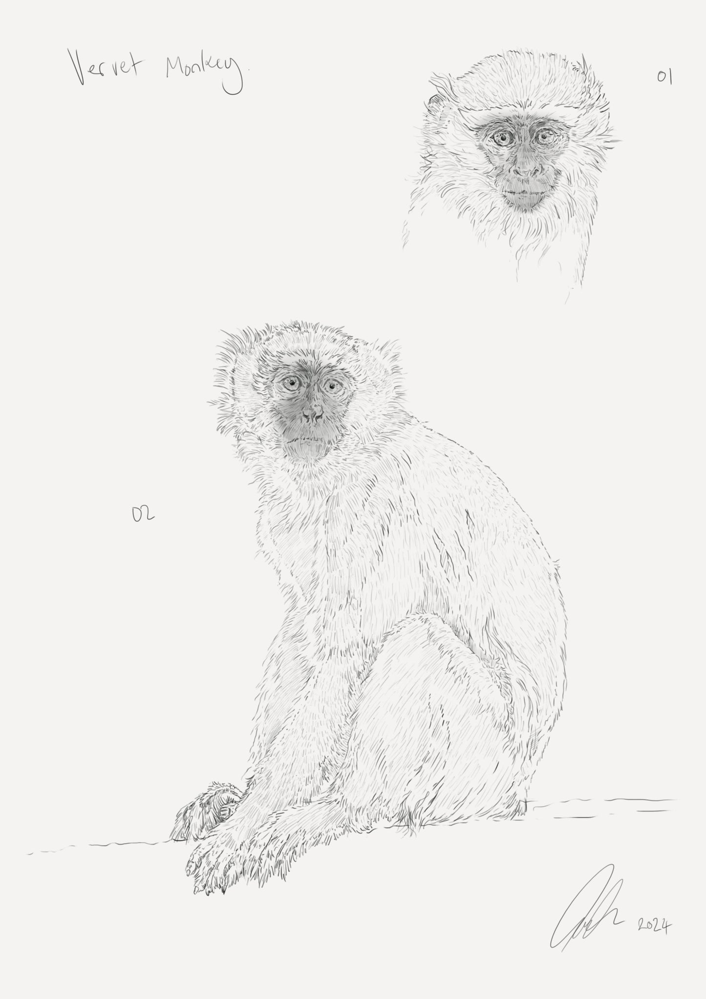 Vervet Monkey Sketch