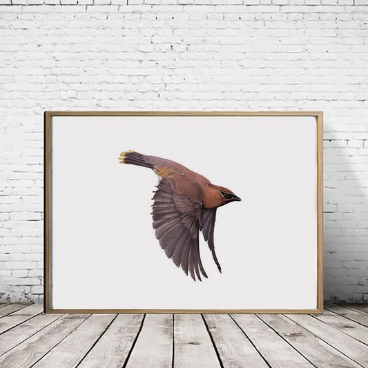 Cedar Waxwing - Landscape - Reduced to Clear