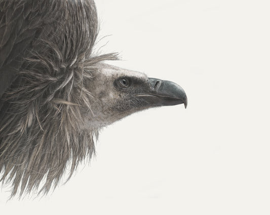 White Backed Vulture Charity Art Print