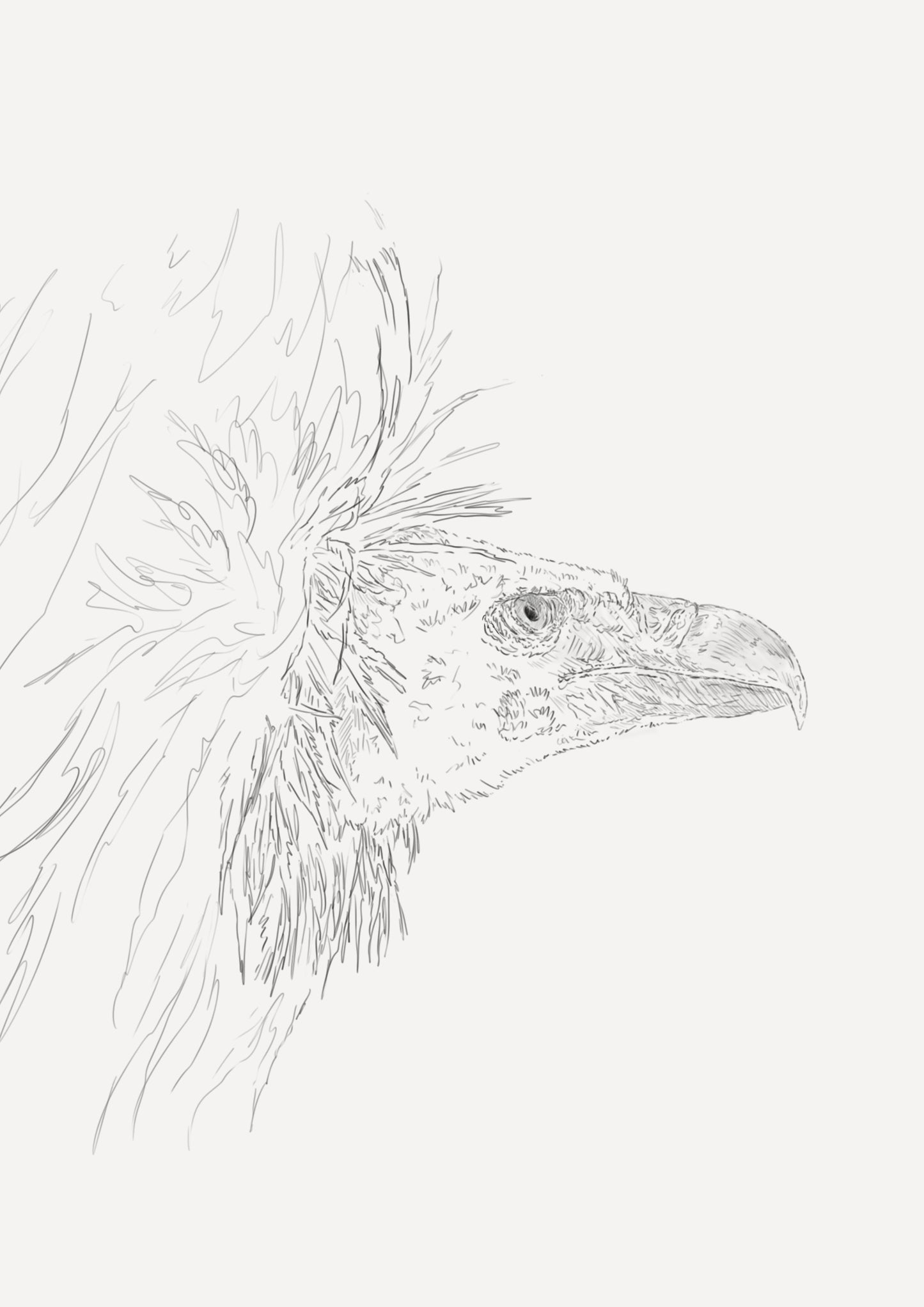 White Backed Vulture Sketch