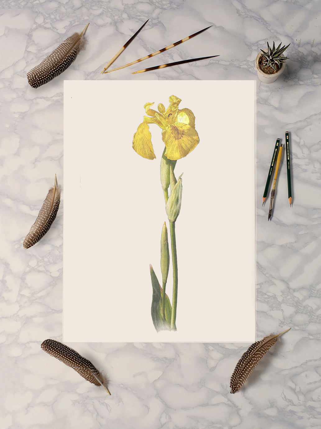 Yellow Flag Iris Print | Botanical Art | Botanical Print | Flower