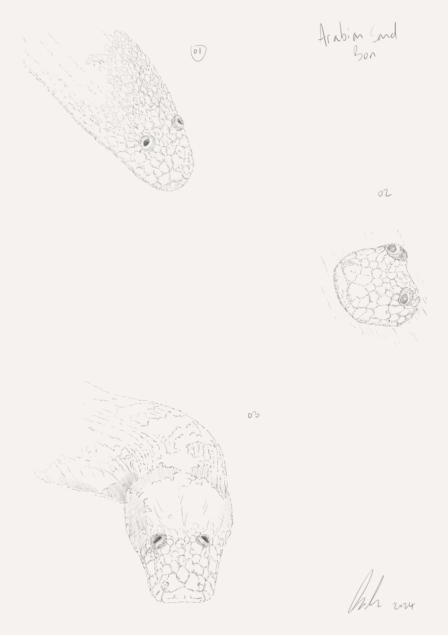Arabian sand boa Sketch