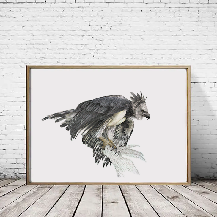 Harpy Eagle Drawing Fine Art Print – Kathie Miller