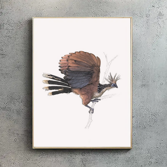 Hoatzin - reduced to clear