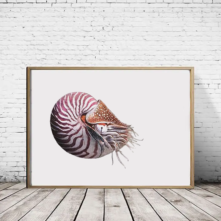 Chambered Nautilus