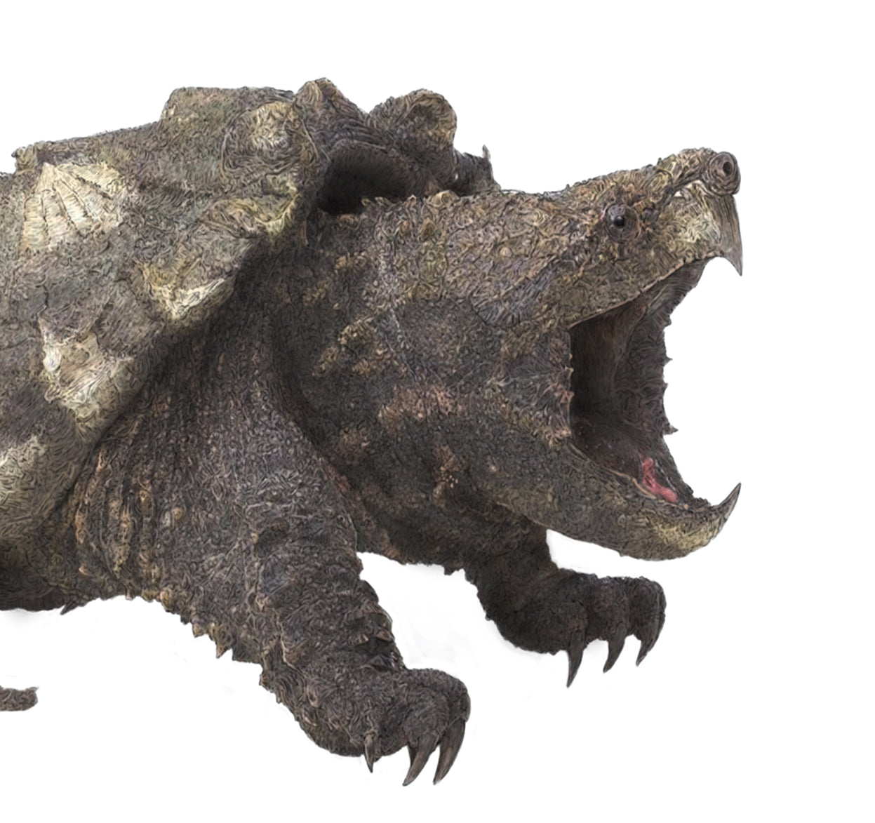 Alligator Snapping Turtle print - Reduced to clear