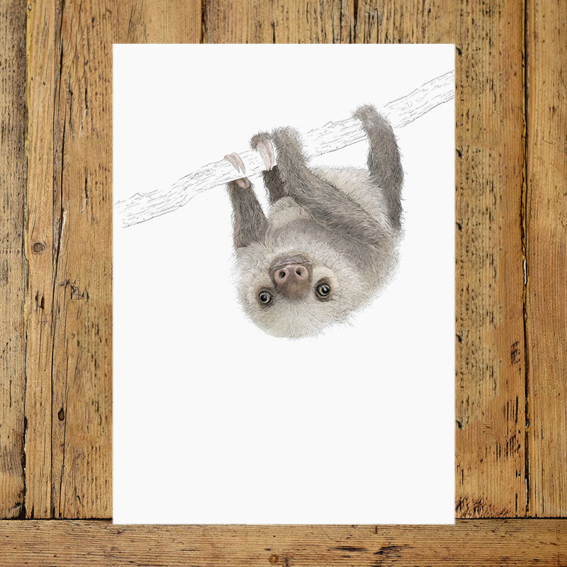 Two Toed Sloth