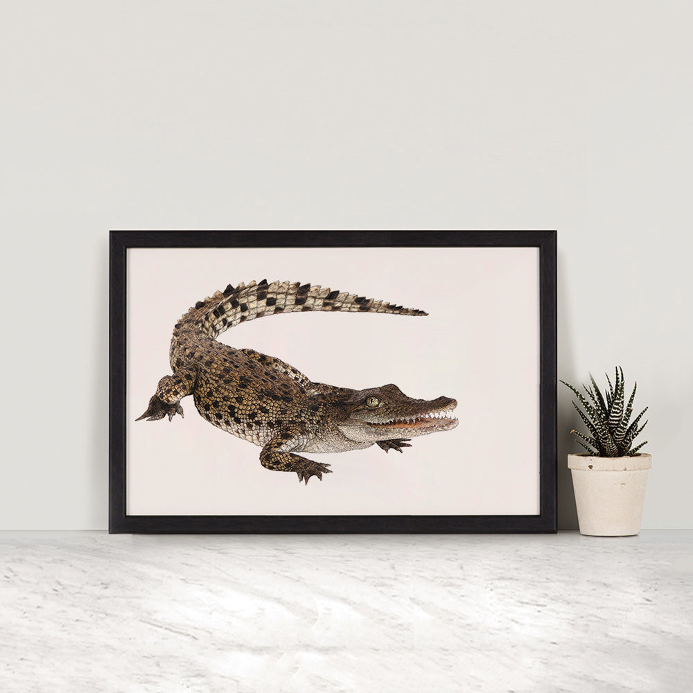 Baby Saltwater Crocodile print  - Reduced to clear