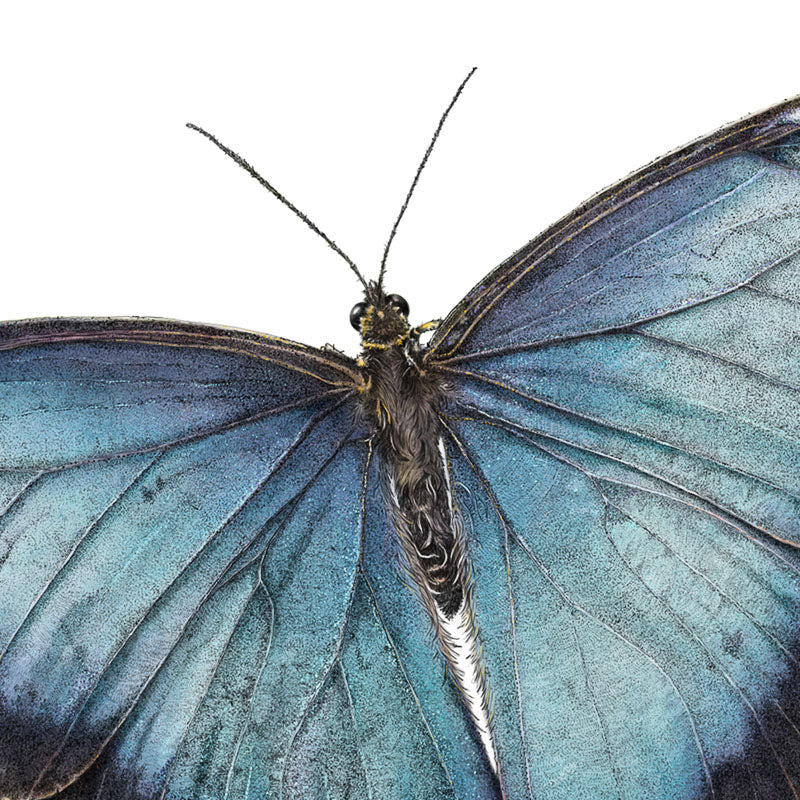 Blue Morpho