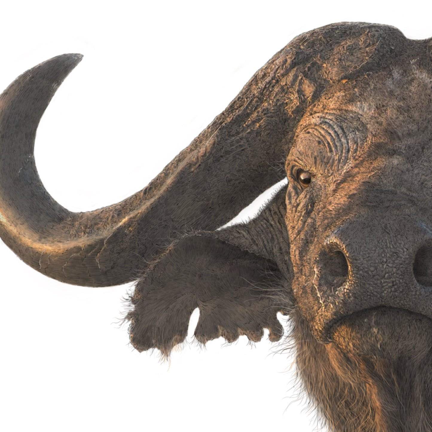 Cape Buffalo