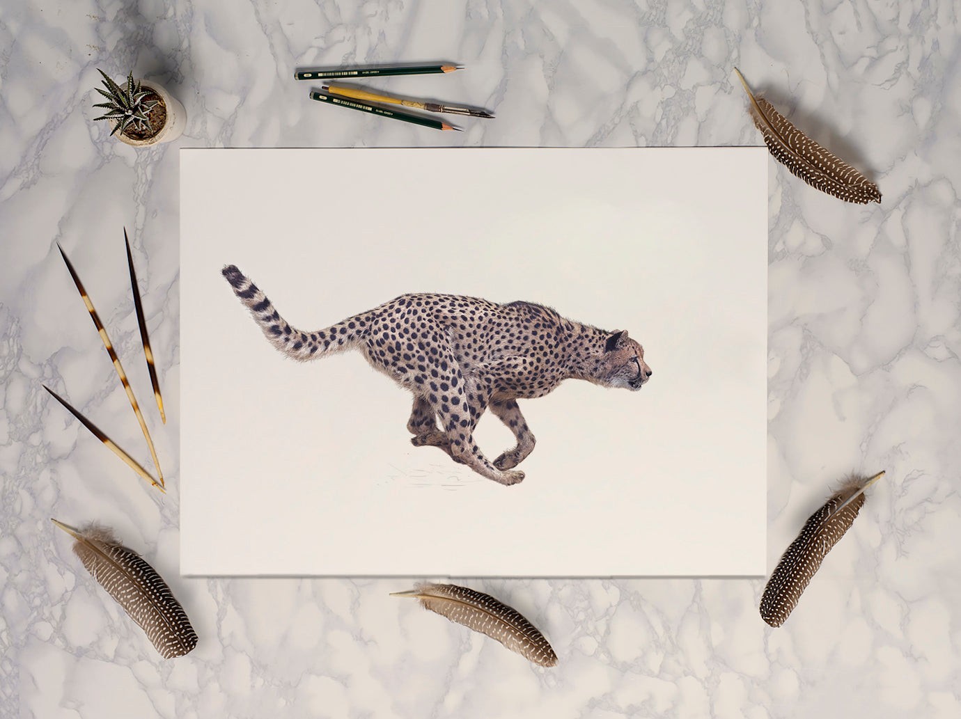 Cheetah