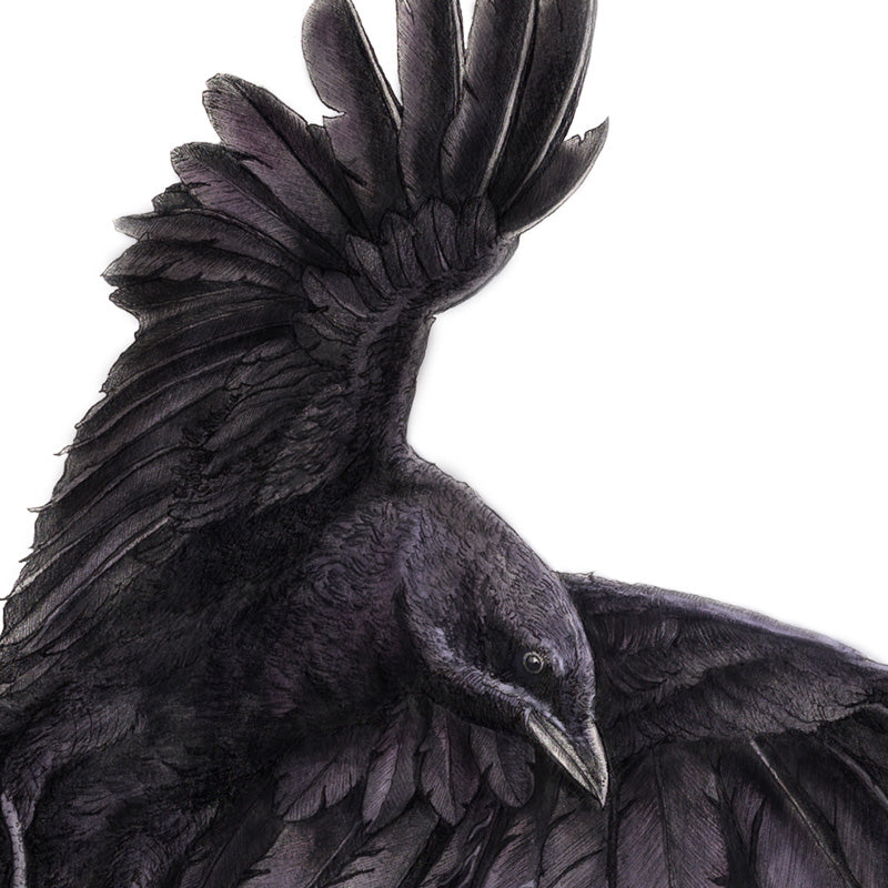 Harpy Eagle - Wildlife Print  Hidden Planet – Ben Rothery