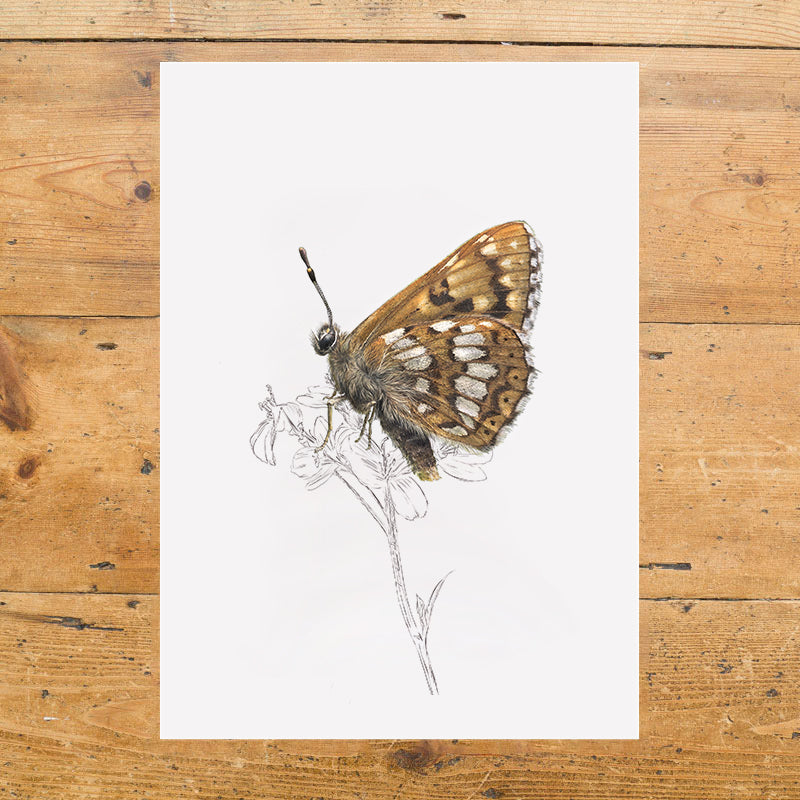 Duke of Burgundy