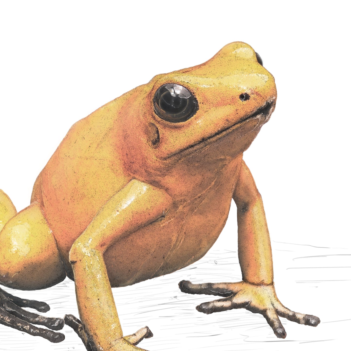 Golden Poison Frog - Reduced to clear