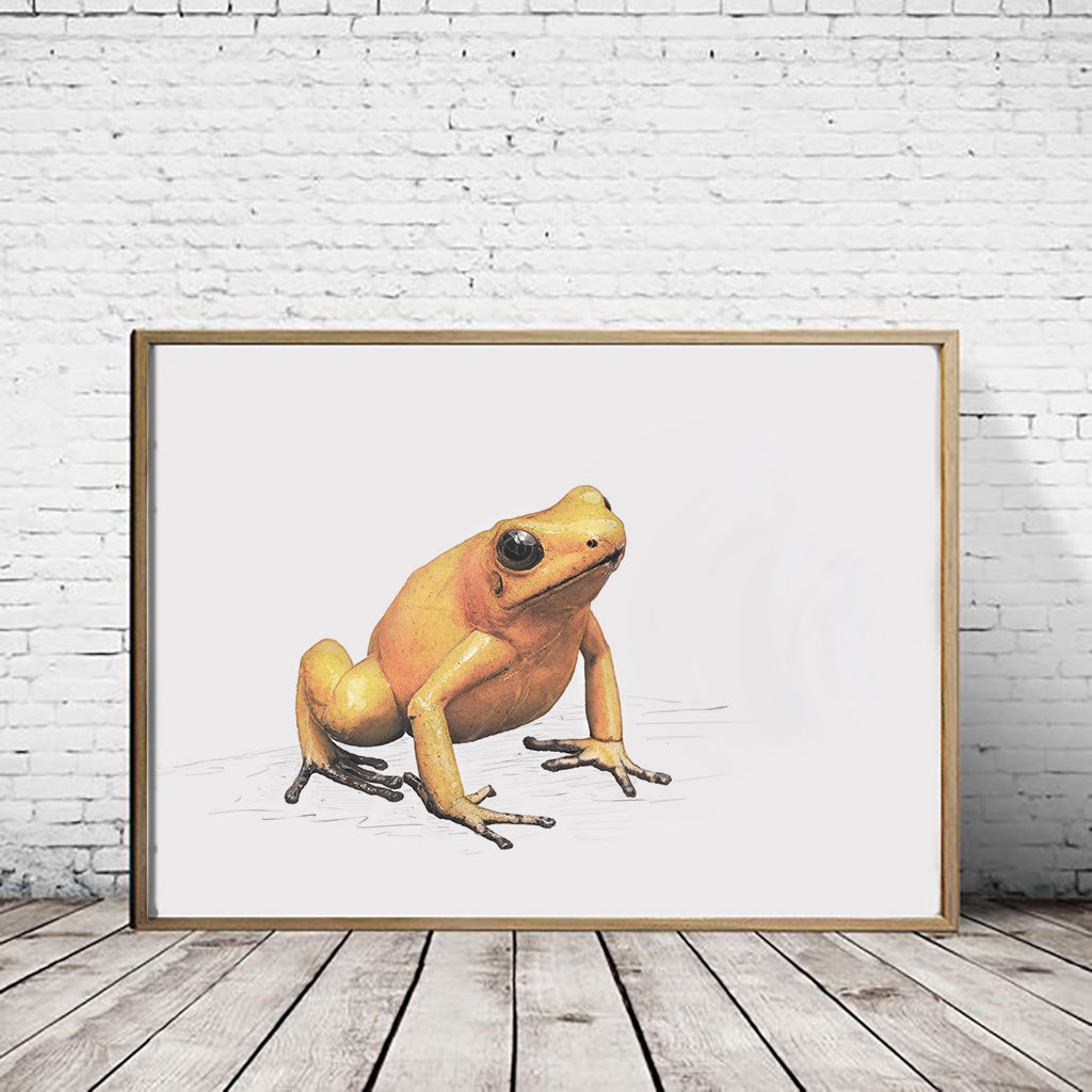 Golden Poison Frog - Reduced to clear
