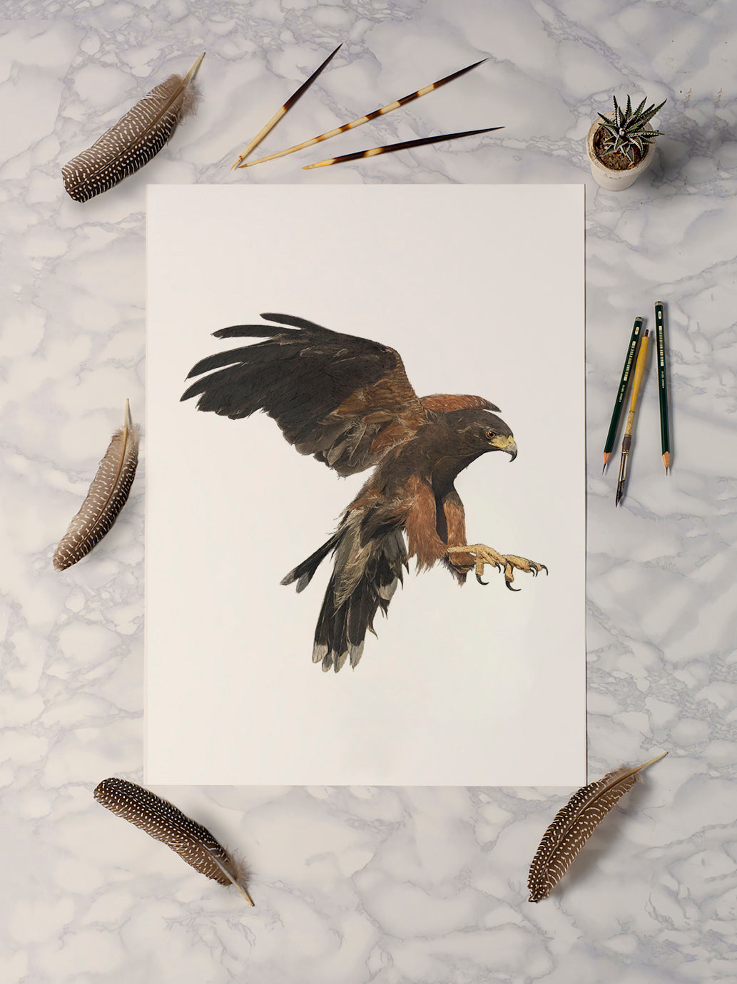 Harris Hawk II Print - Reduced to Clear