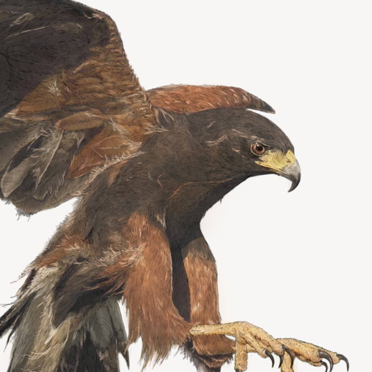 Harris Hawks