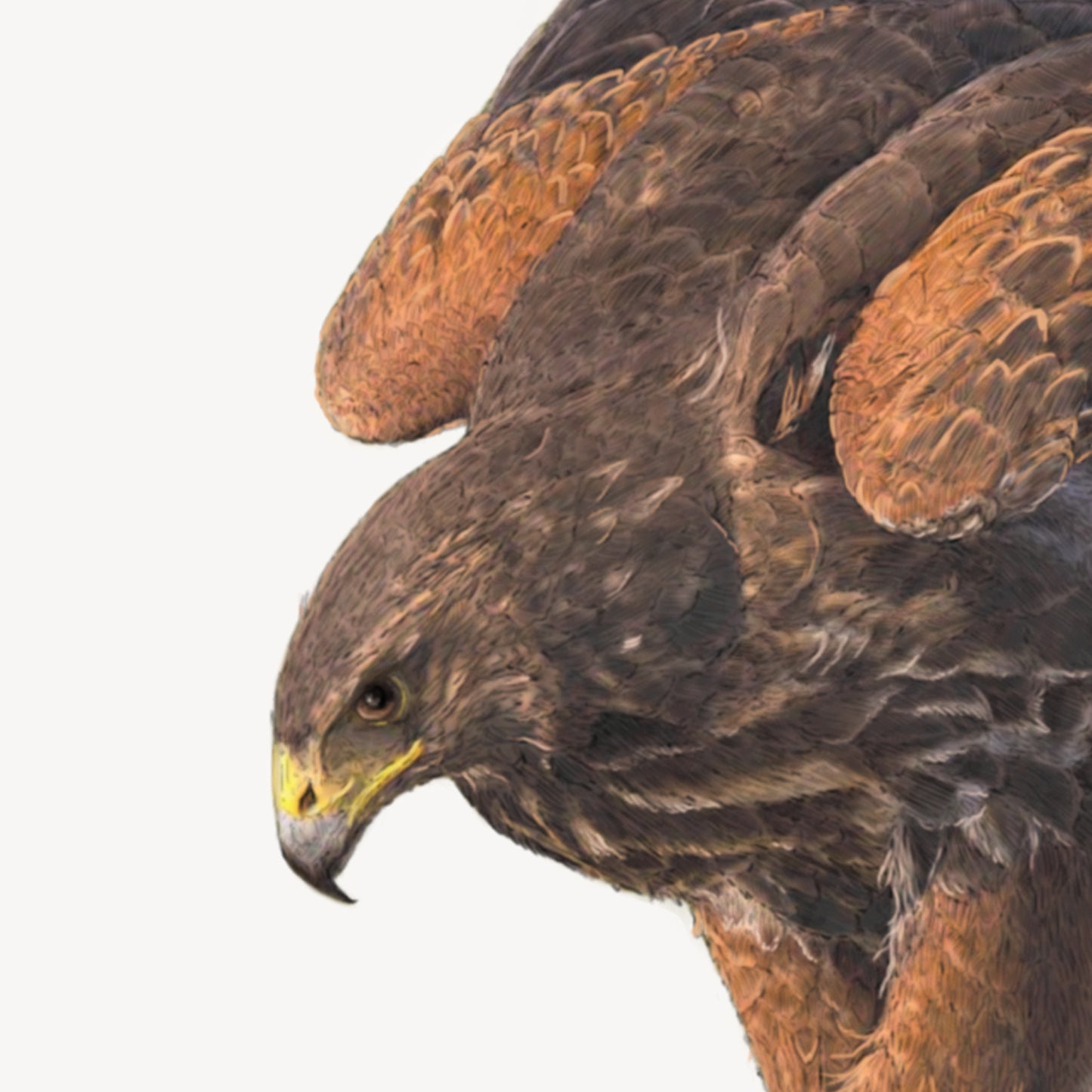 Harris Hawks