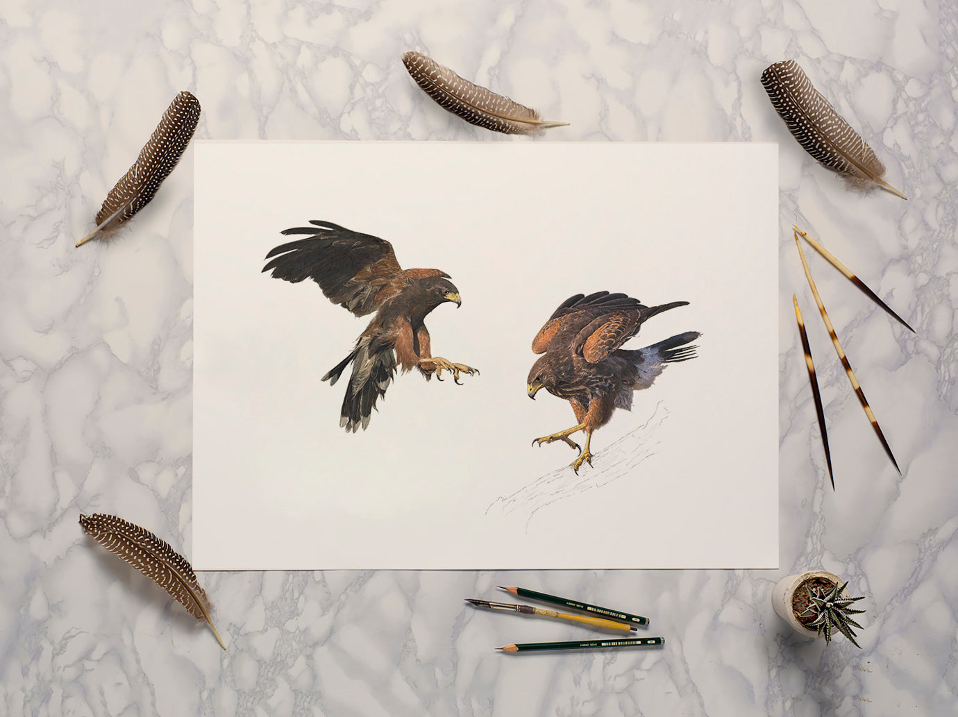 Harris Hawks