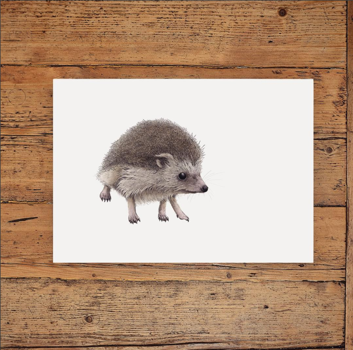 Hedgehog