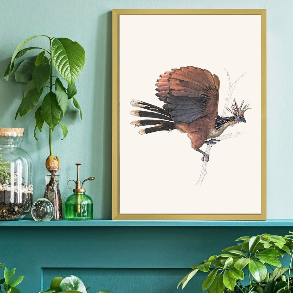 Hoatzin - reduced to clear