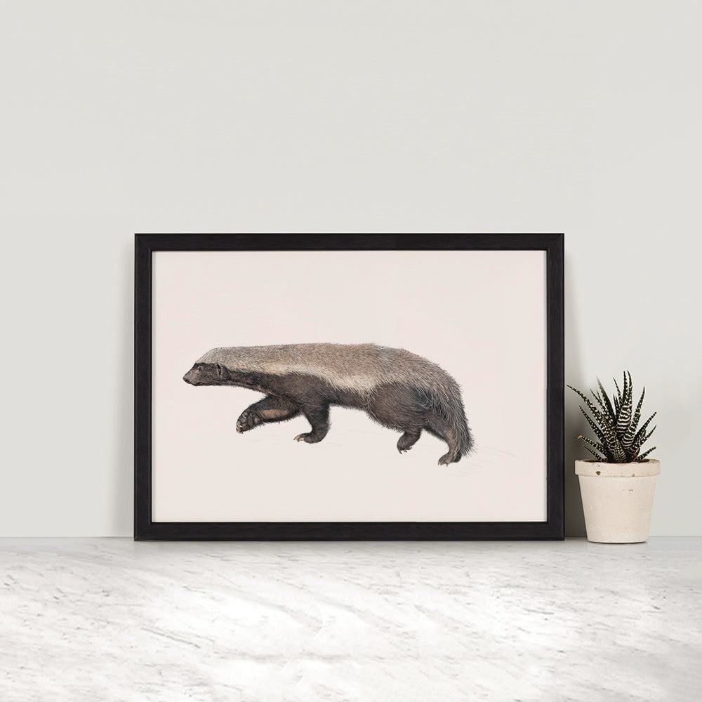 Honey Badger - Reduced to Clear