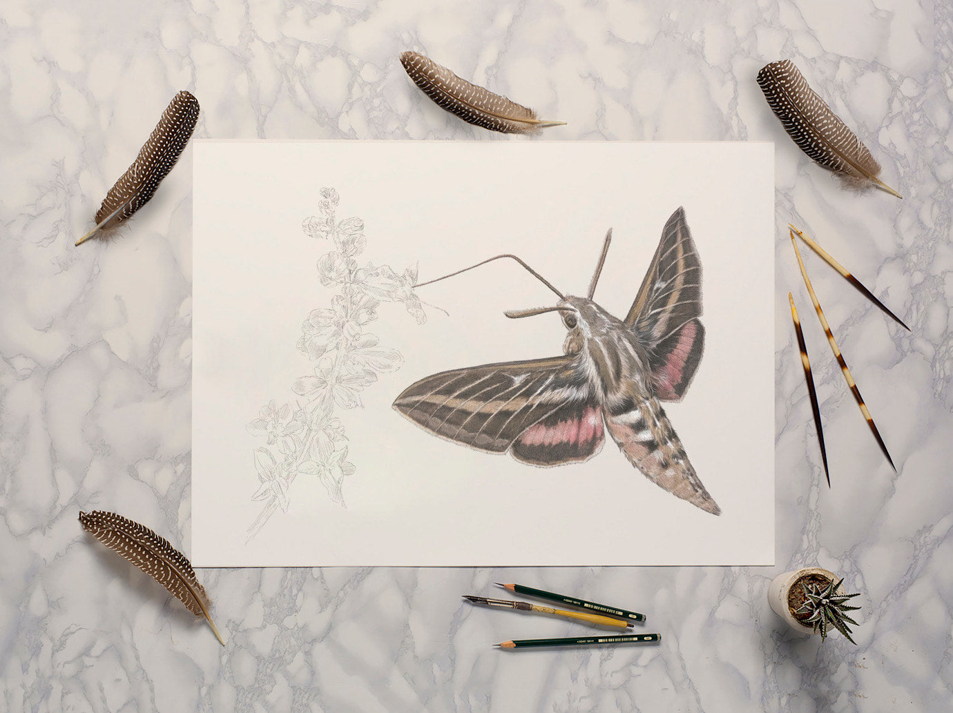 White Lined Sphinx Moth print