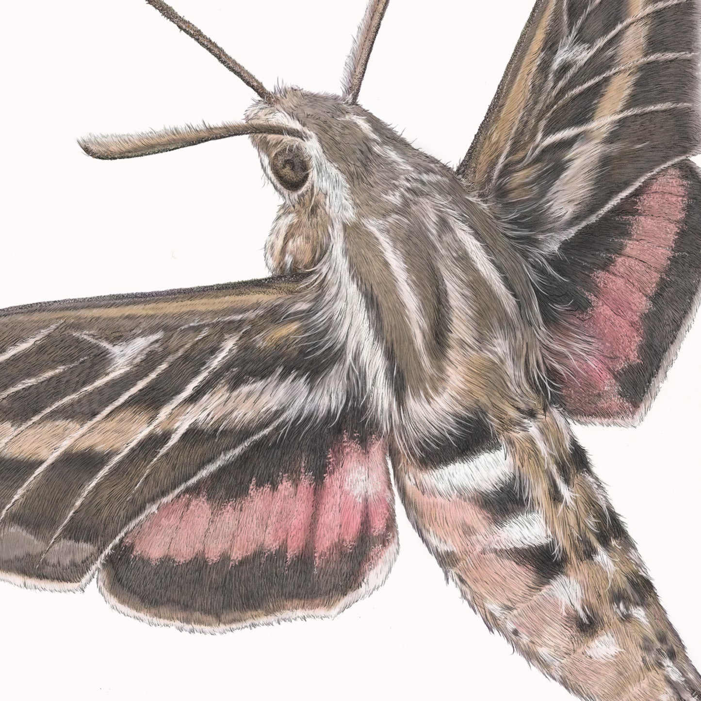 White Lined Sphinx Moth print