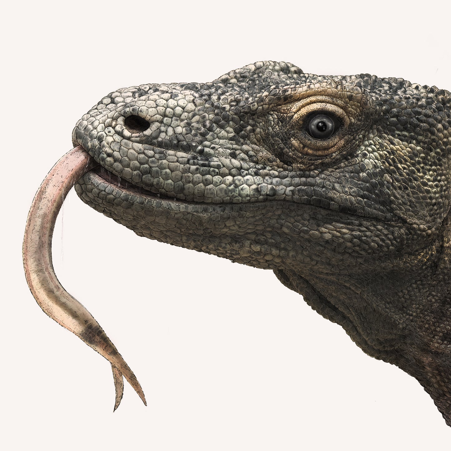 Komodo Dragon