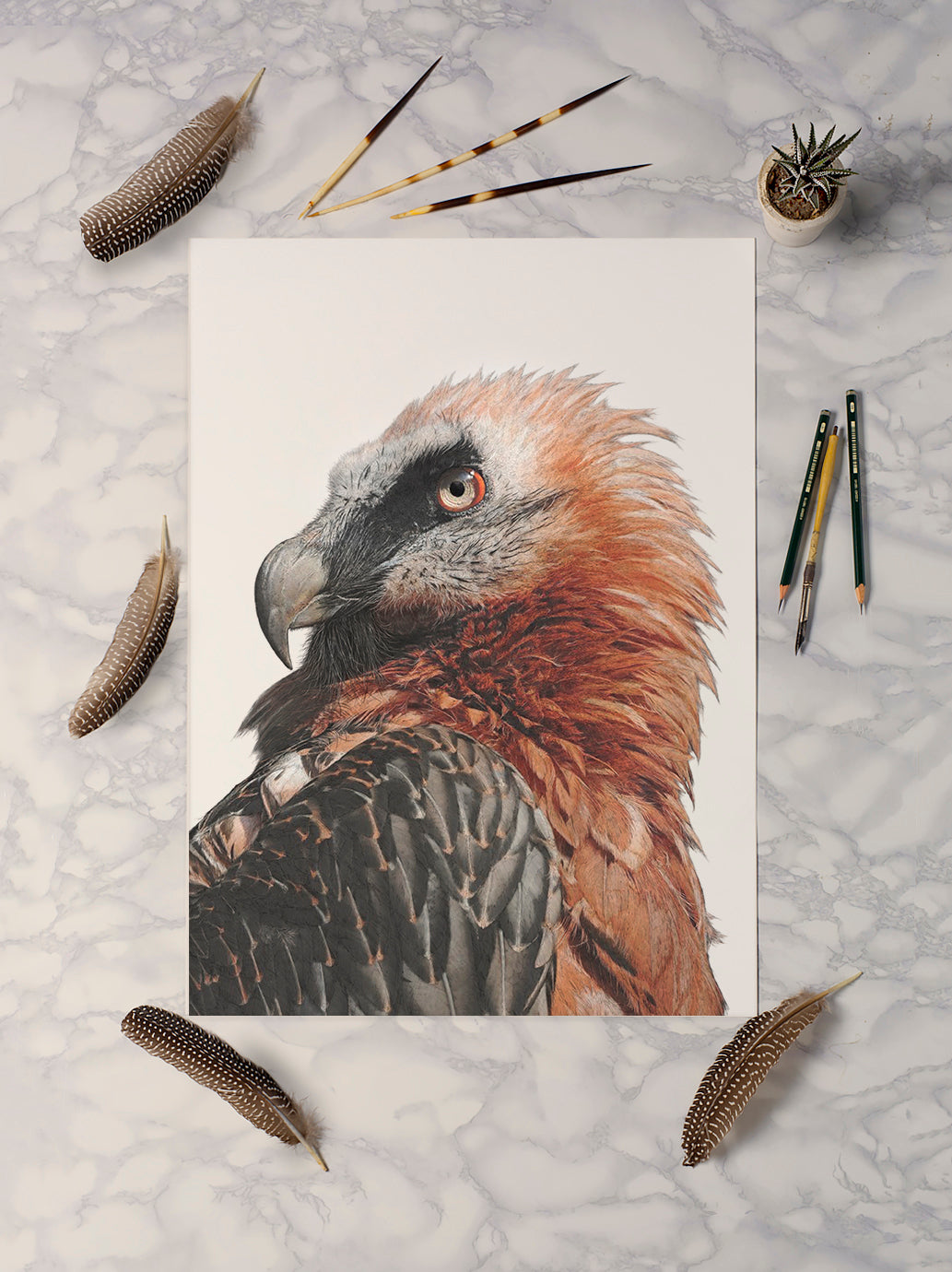 Bearded Vulture | Lammergeier| The Eater Of Bone | Art Print