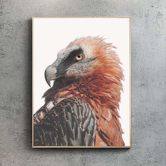 Bearded Vulture | Lammergeier| The Eater Of Bone | Art Print