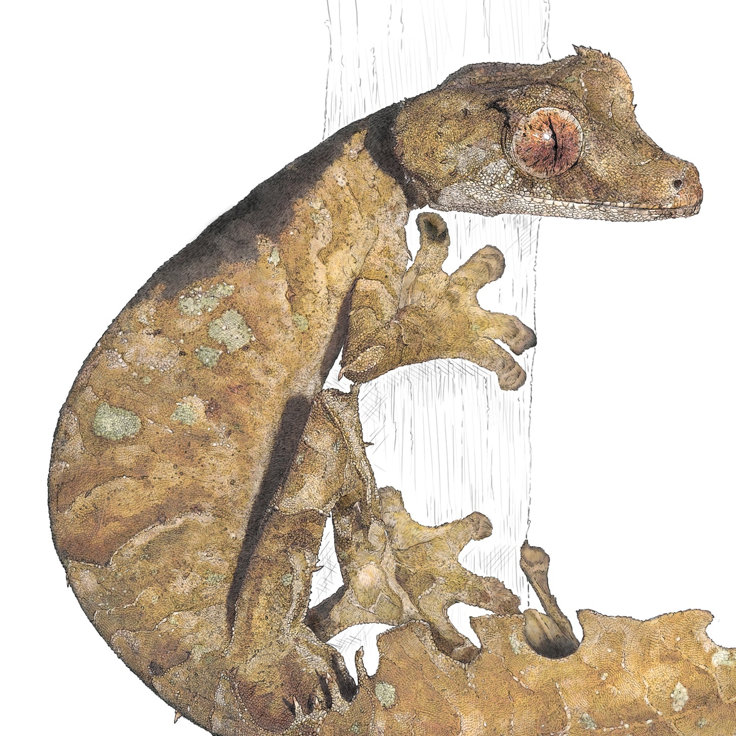 Satanic Leaf Tailed Gecko