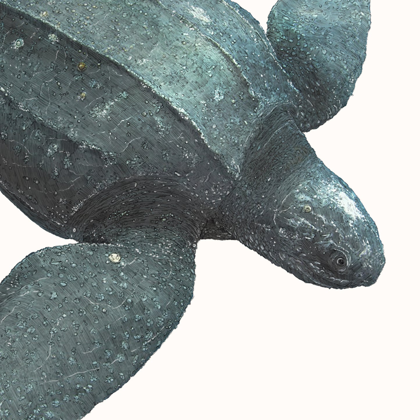 Leatherback Turtle - Reduced to clear