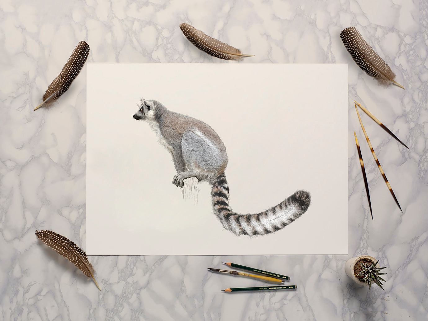 Ring Tailed Lemur