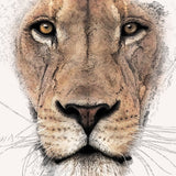 African Lion (Portrait)