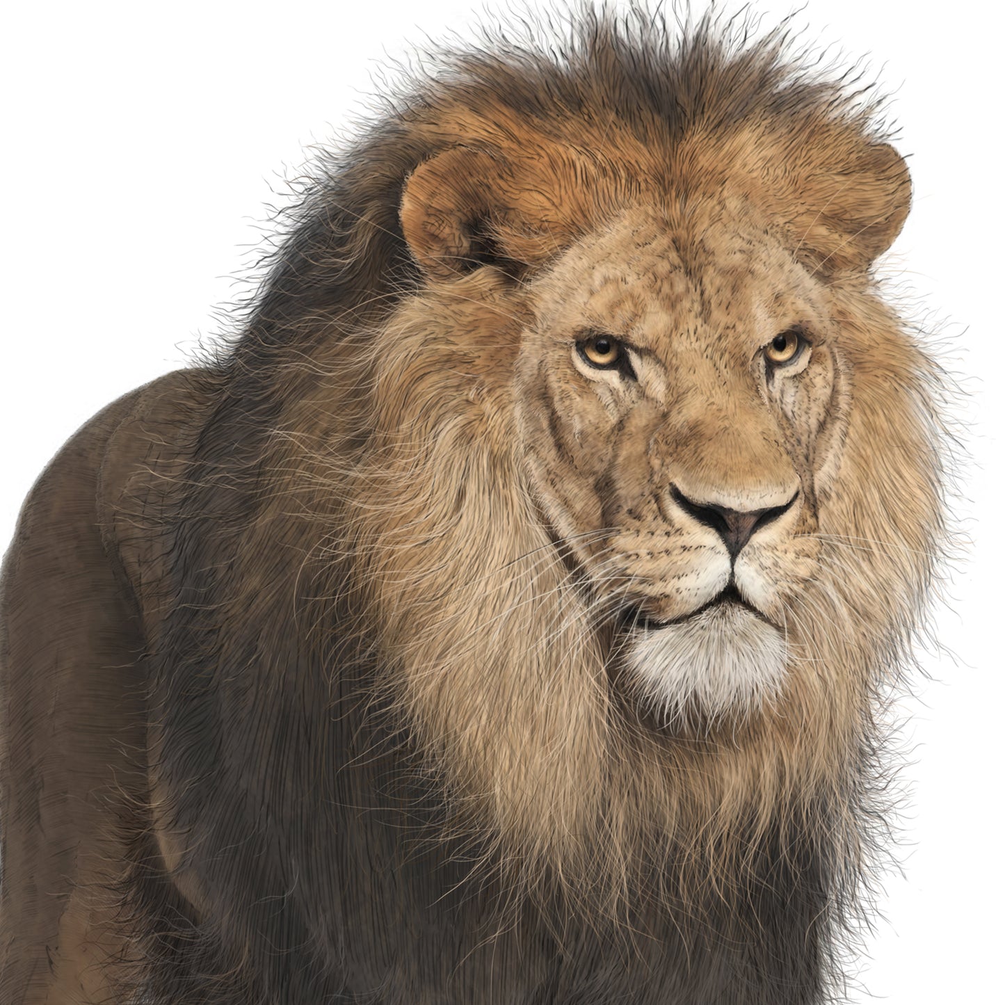 African Lion - Full Body Print - Reduced to clear