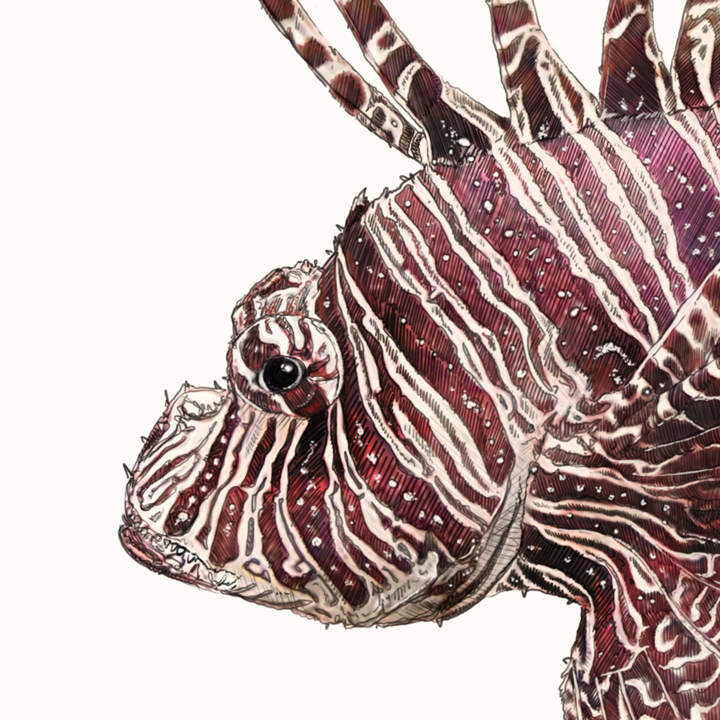 Red Lionfish