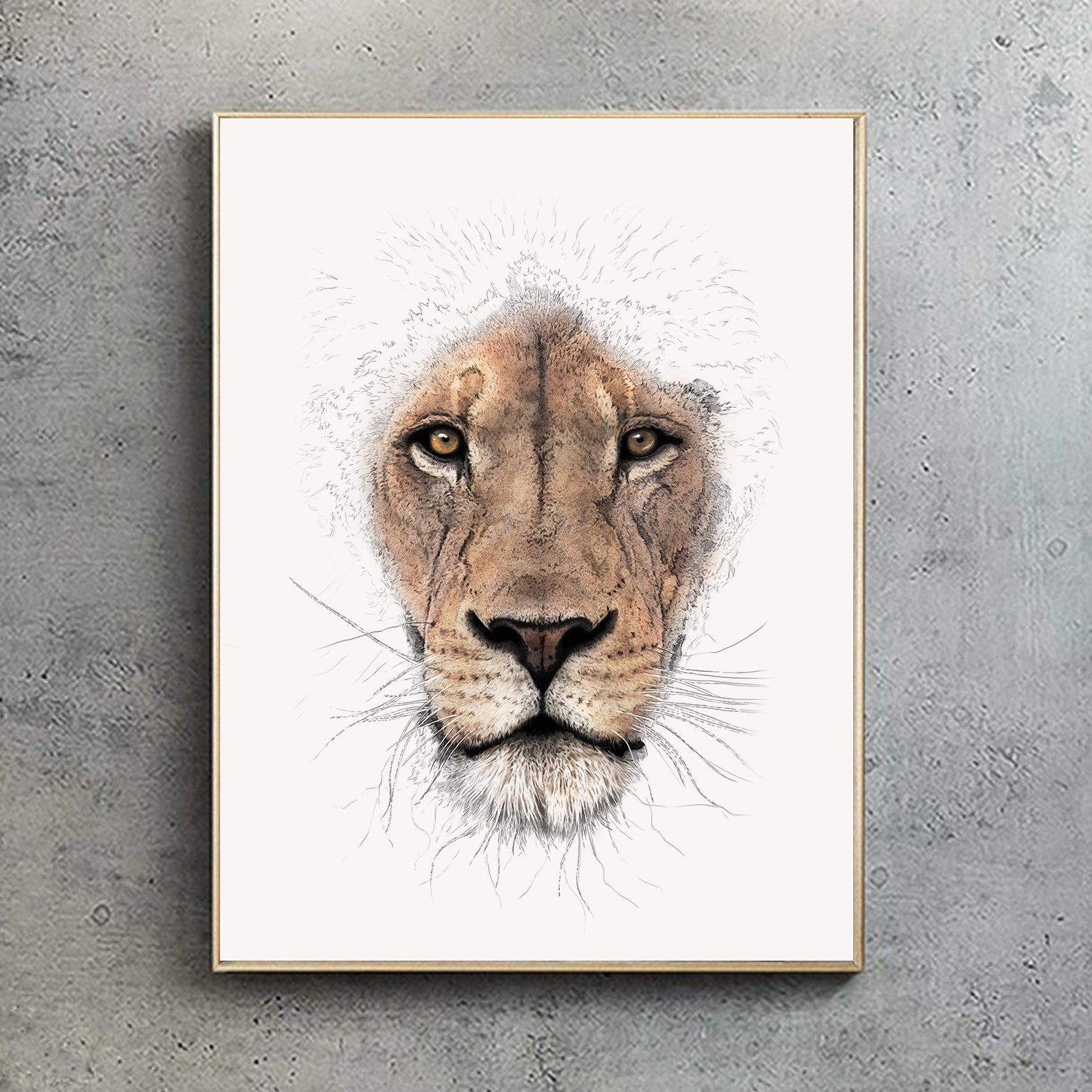 African Lion (Portrait) - Wildlife Print | Hidden Planet – Rothery
