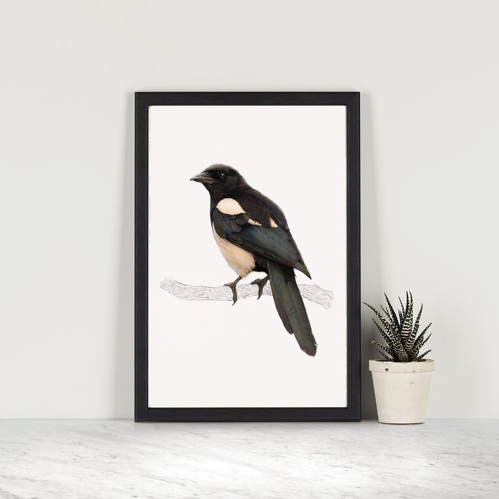 Eurasian Magpie Print 1